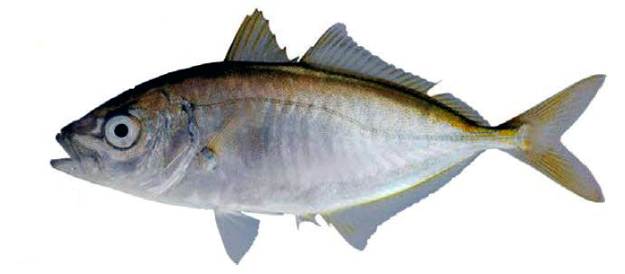 Pseudocaranx dentex_011